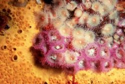 Cliona sponge and jewel anemones
Nikonos with macro lens... by Tracey Smith 